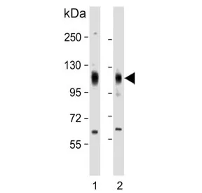 EphA4 Antibody - image 1
