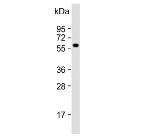 FGR Antibody / c-FGR proto oncogene - image 1