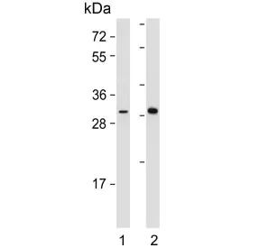 DIO2 Antibody - image 1