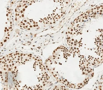 HSPA7 Antibody - image 1