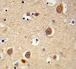 AIFM1 Antibody / AIF / Apoptosis-Inducing Factor - image 1