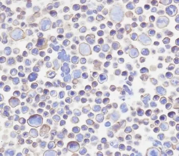 B7-H3 Antibody / CD276 - image 1