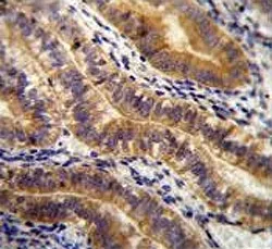 Angiopoietin 2 Antibody / ANG2 - image 1