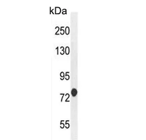 ATF7IP2 Antibody / MCAF2 - image 1