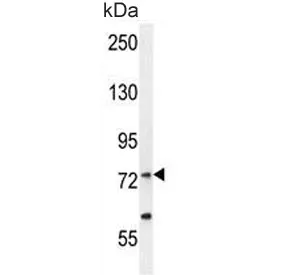Arginyl-tRNA synthetase Antibody (cytoplasmic) / RARS1 - image 1