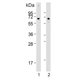 CLEC4F Antibody - image 1