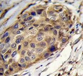 SSH3 Antibody - image 1