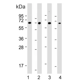 COL8A2 Antibody - image 1