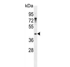Growth arrest-specific protein 1 Antibody / GAS1 - image 1