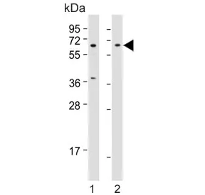 Beta-TrCP Antibody / BTRC - image 1