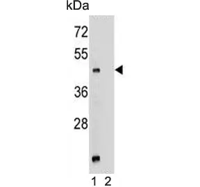 Mboat4 Antibody - image 1