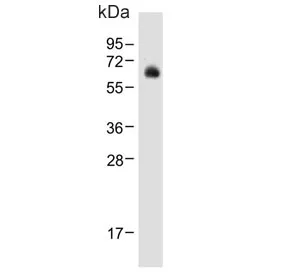UDP-glucuronosyltransferase 2B15 Antibody / UGT2B15 - image 1