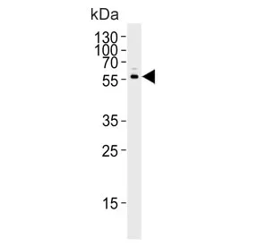 CYP2S1 Antibody - image 1