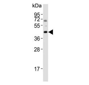 Bcl-G Antibody (BH3 Domain) - image 1