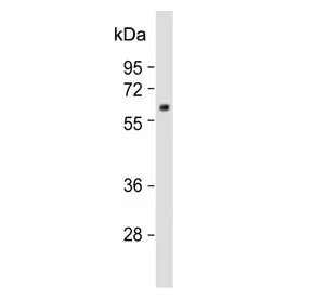 MPP3 Antibody - image 1
