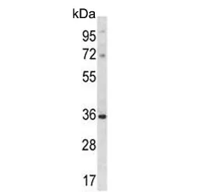 DLX5 Antibody - image 1