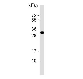 LXN Antibody / Latexin - image 1