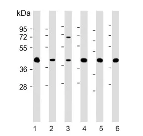 NIP Antibody / GIPC1 - image 1