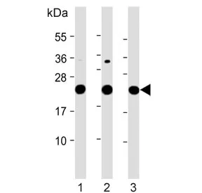 LZIC Antibody - image 1