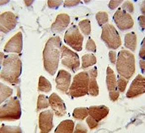 RuvB-like 1 Antibody / RUVBL1 / TIP49A - image 1