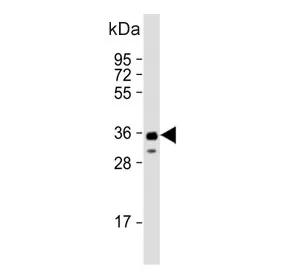 SOX2 Antibody - image 1
