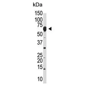 NUB1 Antibody / NEDD8 ultimate buster 1 / NYREN18 - image 1