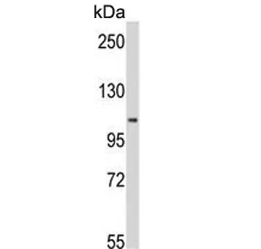 MTHFD1 Antibody - image 1