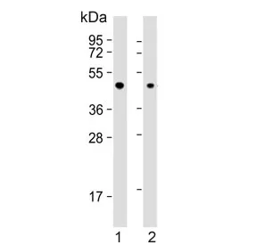EBP1 Antibody / ErbB3-binding protein 1 / PA2G4 - image 1