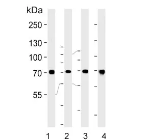 HSC70 Antibody / HSPA8 - image 1