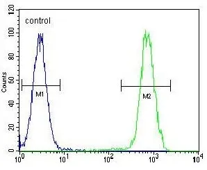 HSC70 Antibody / HSPA8 - image 1