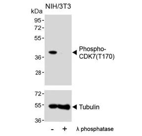 Phospho-CDK7 Antibody (pT170) - image 1