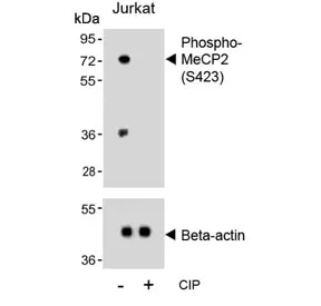 Phospho-MeCP2 Antibody (pS423) - image 1