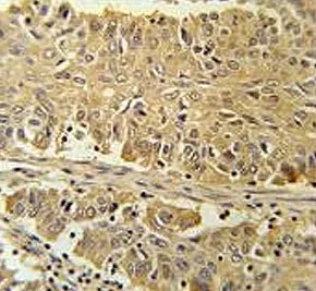 PGD Antibody / 6-Phosphogluconate Dehydrogenase - image 1