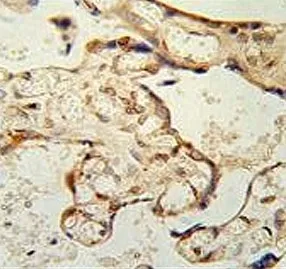 Paraoxonase 2 Antibody / PON2 - image 1