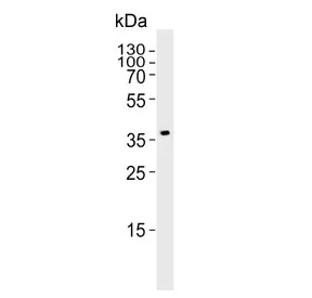 Pdgfd Antibody / Platelet-derived growth factor D - image 1