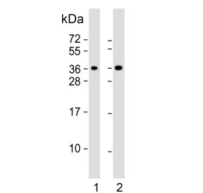 CLNS1A Antibody / pICln - image 1
