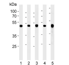ENO1 Antibody / Enolase 1 / Alpha Enolase - image 1