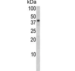 BGN Antibody / Biglycan - image 1