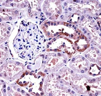 M-CSF Antibody / Macrophage Colony Stimulating Factor 1 / CSF1 - image 1