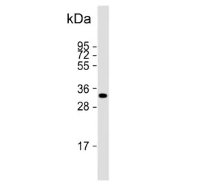 HPGD Antibody / 15-PGDH - image 1