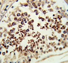 SMAC/Diablo Antibody - image 1