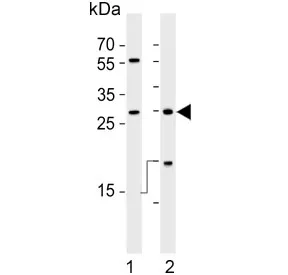 HLA-DRB1 Antibody - image 1