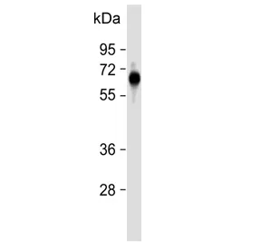 FPGS Antibody / Folylpolyglutamate synthase - image 1