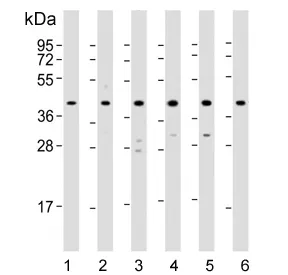 p38 MAPK Antibody / MAPK14 - image 1
