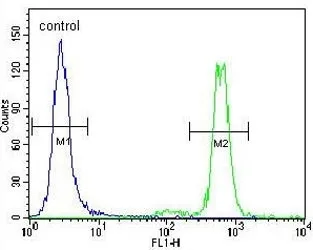 ERK1 Antibody / MAPK3 - image 1