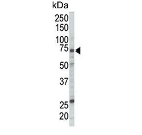 Raf1 Antibody / c-Raf - image 1