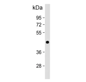ADIPOR1 Antibody / Adiponectin receptor 1 - image 1