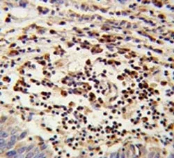 Mitochondrial amidoxime reducing component 2 Antibody / mARC2 / MTARC2 - image 1