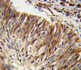 ALDH3B1 Antibody - image 1