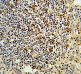 GPANK1 Antibody / BAT4 - image 1